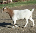 Leoti